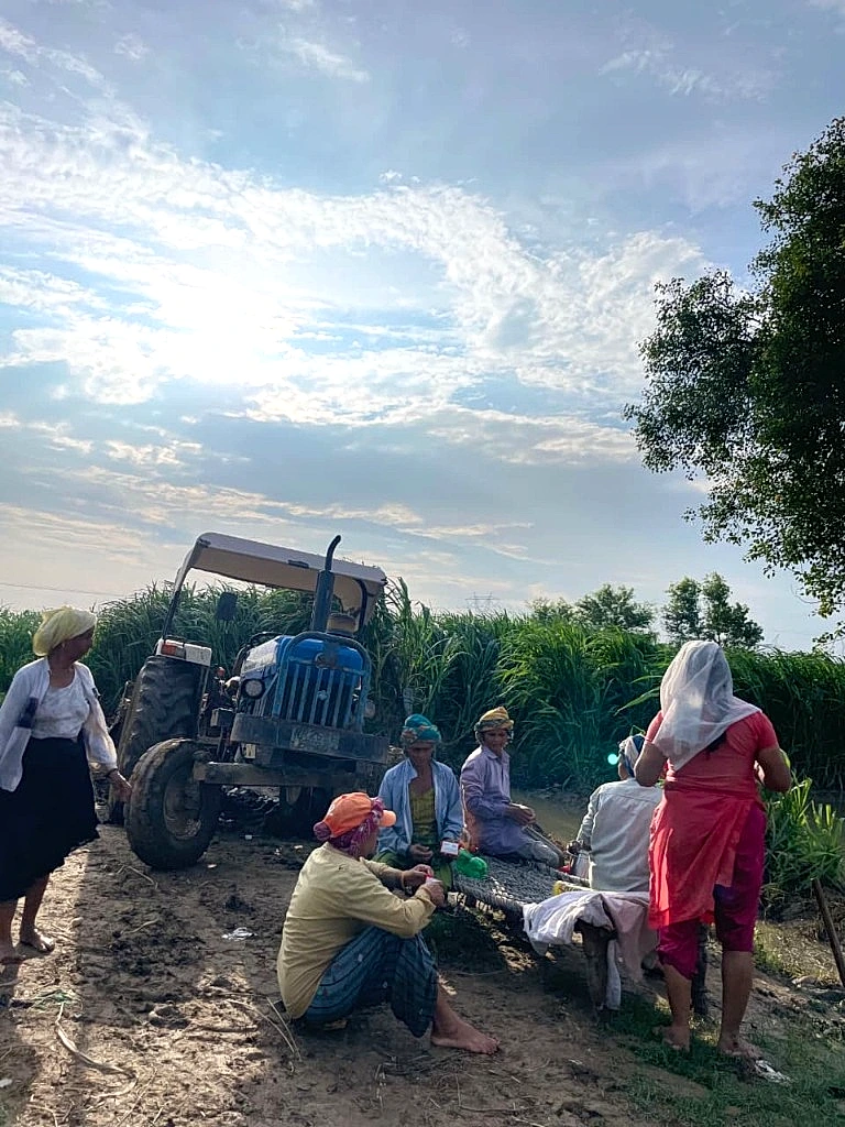 Sweecane partner farmers gathering by tractor at sunrise beside tall sugarcane crop